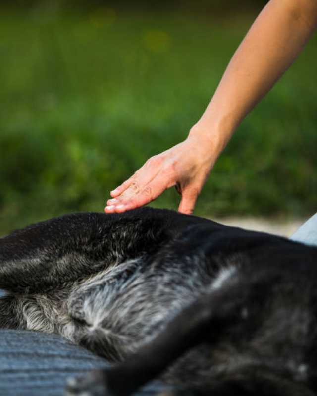 Acupuntura em Animal Agendar Santo Onofre - Acupuntura de Cachorro