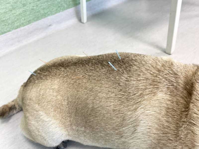Acupuntura em Cachorros Marcar Diamante do Sul - Acupuntura para Cachorros e Gatos