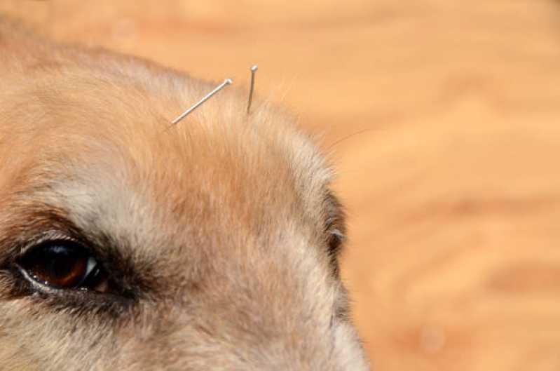 Acupuntura para Cachorro de Grande Porte Marcar Tupãssi - Acupuntura em Cães e Gatos