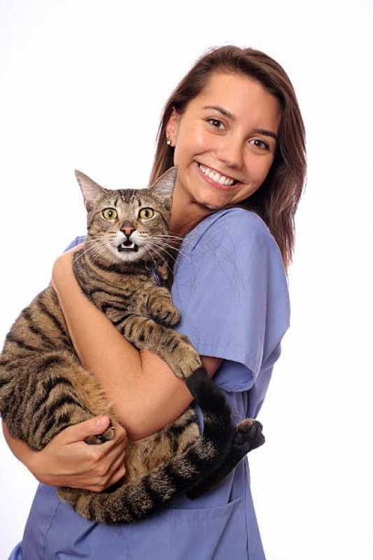 Acupuntura para Gatos Pinheirinho - Acupuntura para Animais