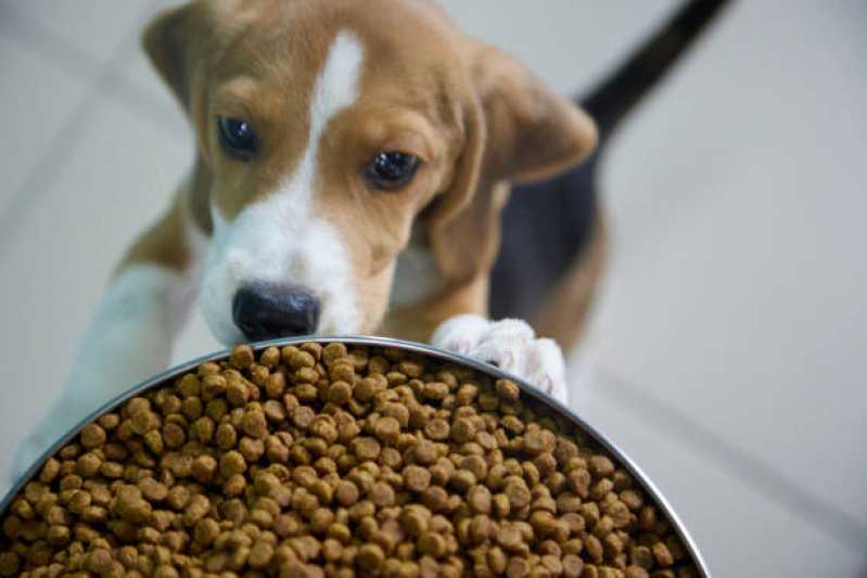 Agendamento de Endocrinologia para Cachorro Coqueiral - Endocrinologia para Animais de Pequeno Porte