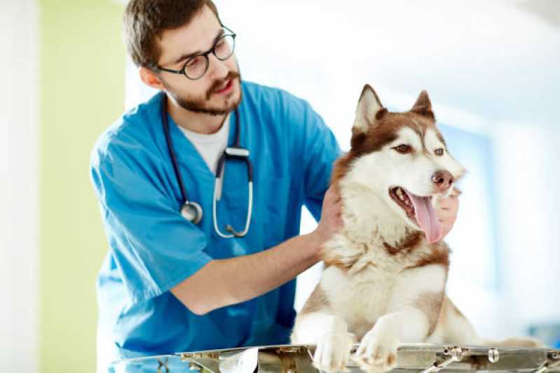 Agendamento de Endocrinologia para Cães de Grande Porte Capitão Leônidas Marques - Endocrinologia de Cachorro