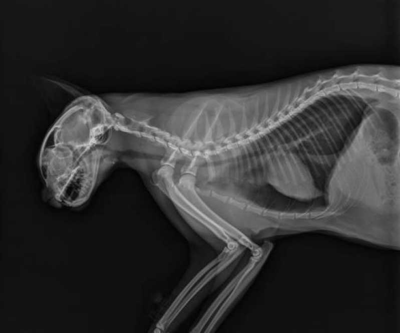 Agendamento de Exame de Radiologia para Animais Jardim Concórdia - Exame Ecocardiograma com Doppler