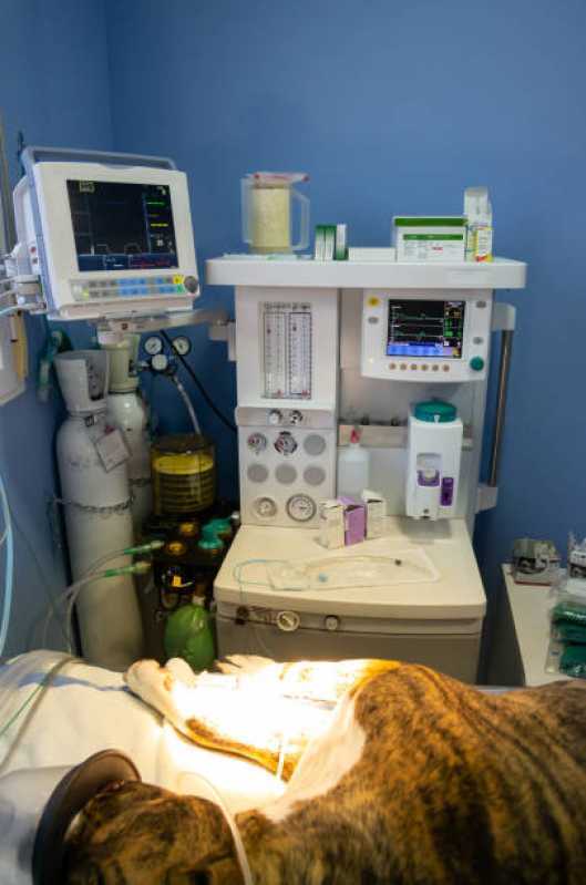 Agendamento de Exame de Ultrassonografia para Cães Catanduvas - Exame de Radiologia para Animais