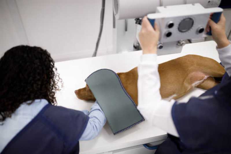 Agendamento de Exame Ecocardiograma com Doppler Ramilândia - Exame Ecocardiograma para Animais