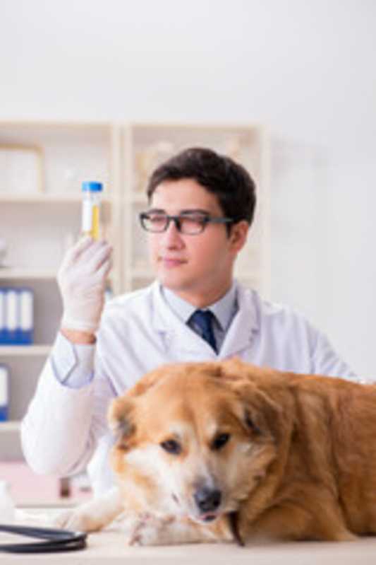 Agendamento de Exames Citologias para Animais Cascavel - Exames de Dermatologia para Animais