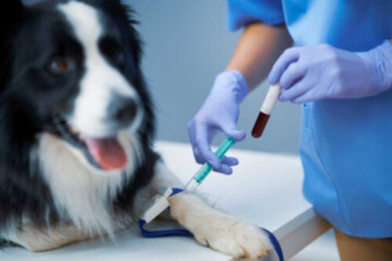 Agendamento de Exames de Hematologia para Animais São Cristóvão - Exames Bioquímica para Animais