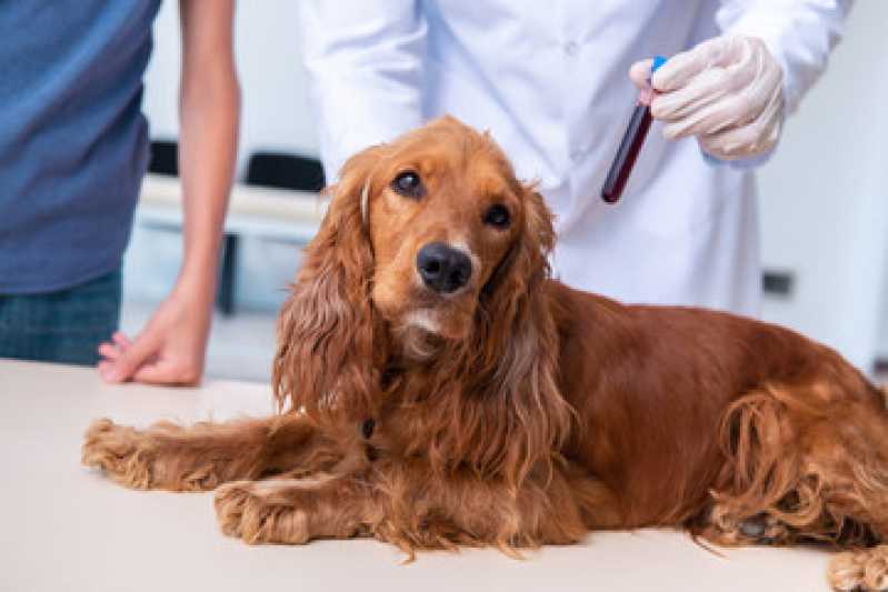 Agendamento de Exames Microbiologia para Animais Interlagos - Exames de Fezes e Urina para Animais