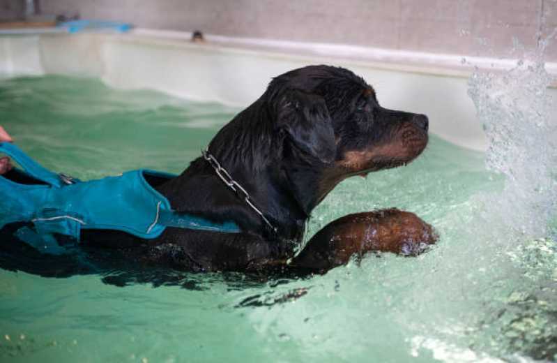 Agendamento de Fisioterapia de Cachorro Conjunto Habitacional Britânia - Fisioterapia para Cachorro Cascavel