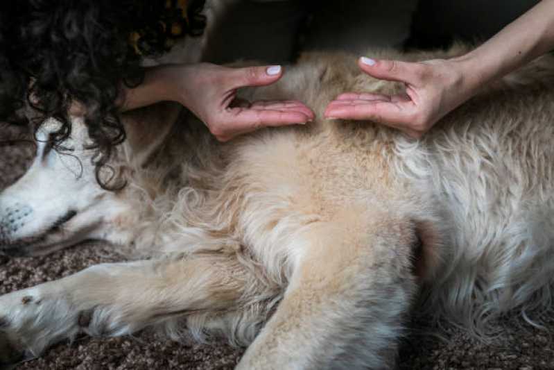 Agendamento de Fisioterapia em Animais Jardim Santa Maria - Fisioterapia para Cachorro Cascavel