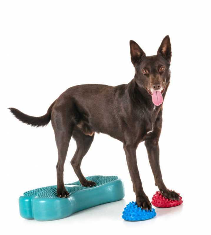 Agendamento de Fisioterapia para Animais de Pequeno Porte Nova Santa Rosa - Fisioterapia para Cachorro Cascavel