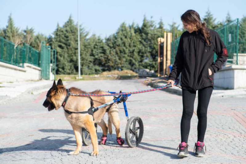 Agendamento de Fisioterapia para Cachorro de Médio Porte Santos Dumont - Fisioterapia Pet