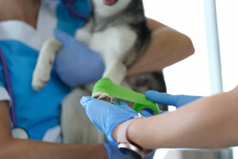 Agendamento de Fisioterapia para Cães e Gatos XIV De Novembro - Fisioterapia para Cachorro