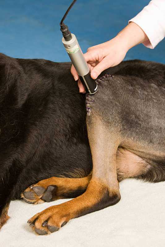 Agendamento de Fisioterapia Pet Pinheirinho - Fisioterapia para Cachorro Cascavel