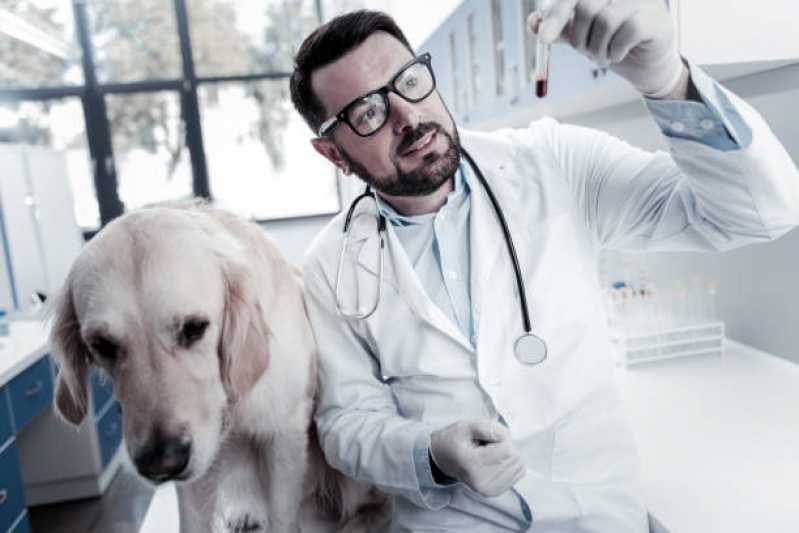 Agendamento de Nefrologia para Cachorro de Pequeno Porte Neva - Nefrologia para Cachorro