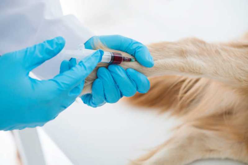 Agendamento de Nefrologia para Cães de Médio Porte Canadá - Nefrologia para Cães e Gatos