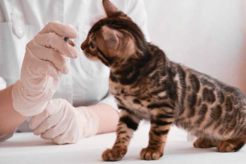 Agendamento de Nefrologia para Cães e Gatos Recanto Tropical - Nefrologia para Gatos