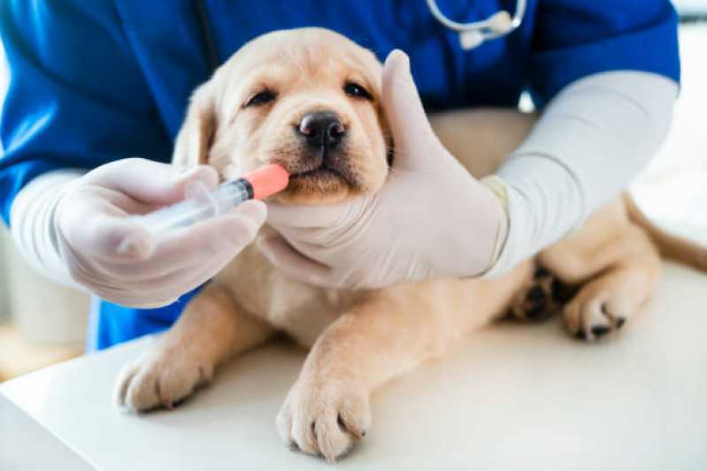 Aplicação de Vacina Antirrábica Animal Coqueiral - Vacina Antirrábica Animal