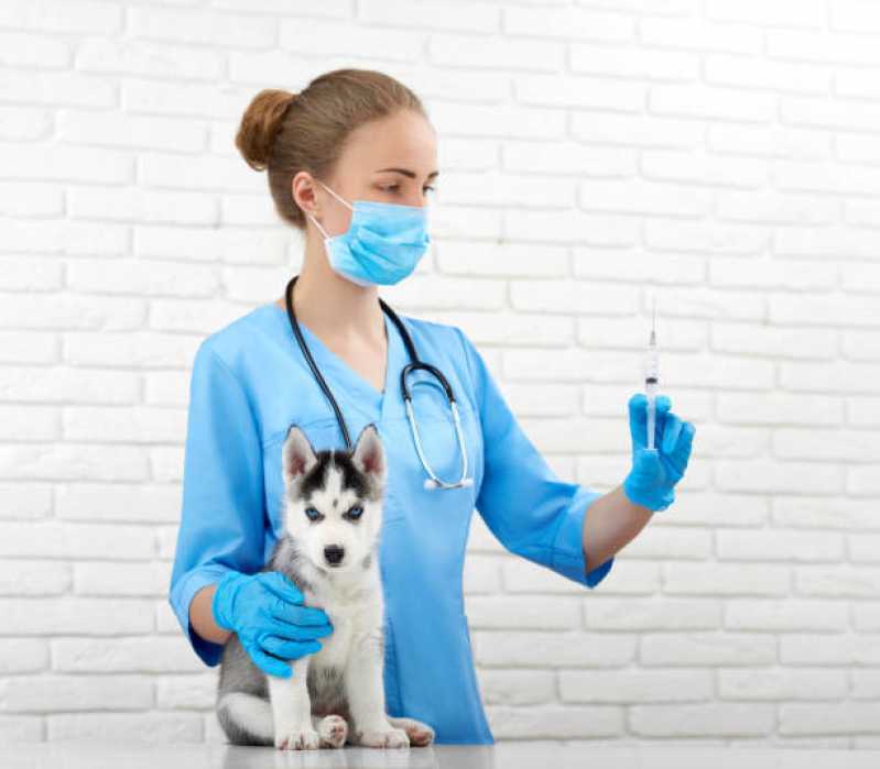 Aplicação de Vacina Antirrábica para Cães Linha São Francisco - Vacina contra Raiva para Cachorro