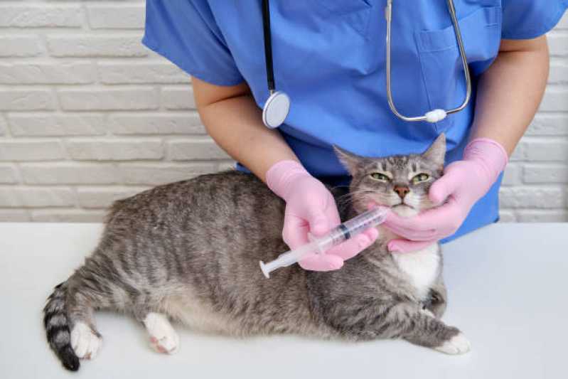 Aplicação de Vacina Antirrábica para Gato Corbélia - Vacina Antirrábica para Gato