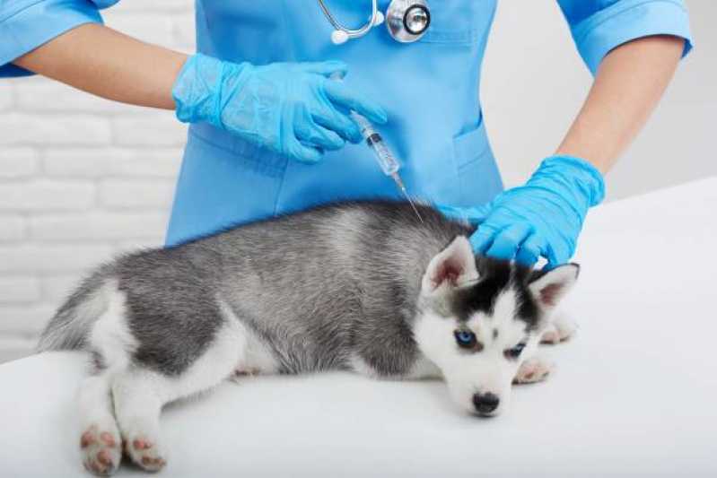 Aplicação de Vacina contra Raiva Gato Esmeralda - Vacina contra Raiva para Cachorro
