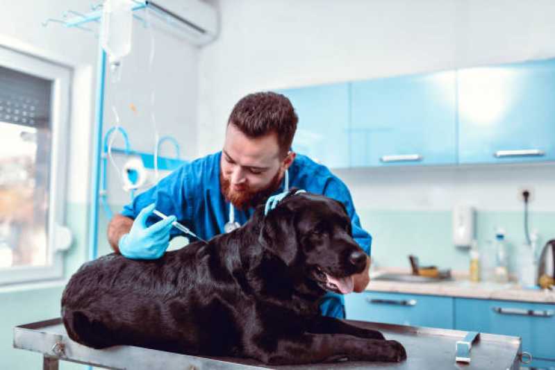 Aplicação de Vacina contra Raiva para Cachorro Céu Azul - Vacina Antirrábica Animal