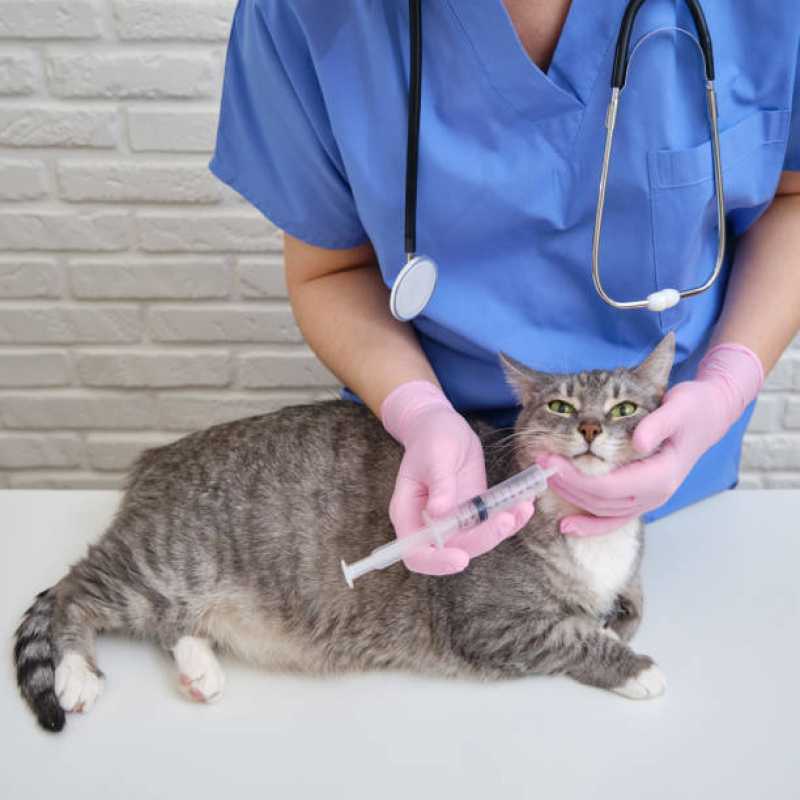 Aplicação de Vacina de Raiva Gato Jardim Recanto - Vacina Antirrábica para Gato