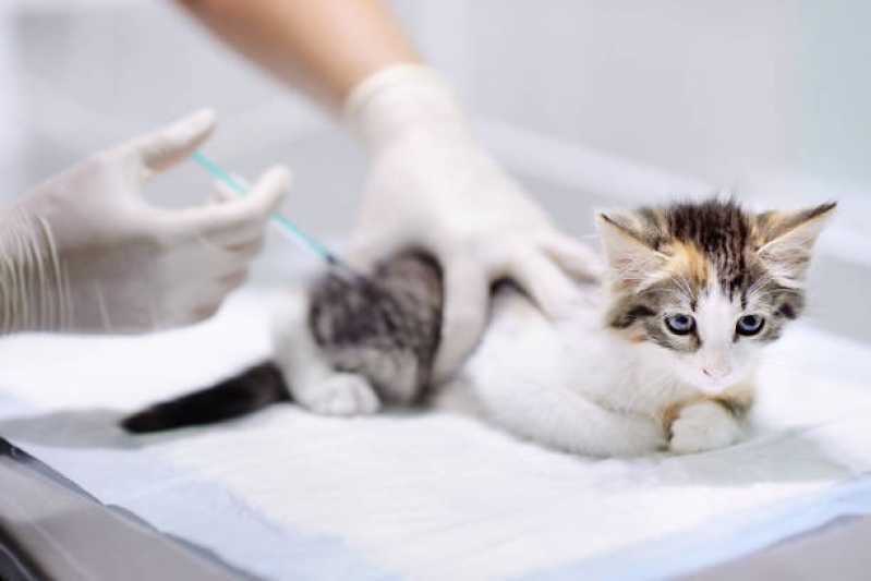 Aplicação de Vacina de Raiva para Gatos Pacaembu - Vacina de Raiva para Cachorro
