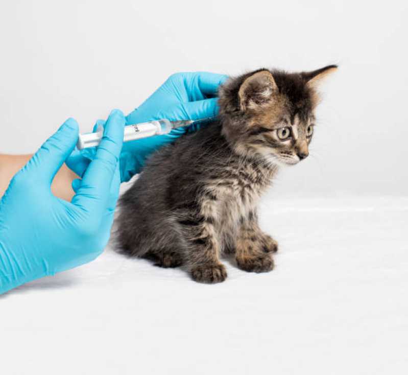 Aplicação de Vacina para Filhote de Gato Santos Dumont - Vacina de Raiva Gato
