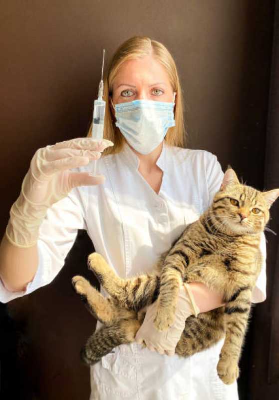 Aplicação de Vacina para Gato V4 Jardim Pancera - Vacina de Raiva Gato