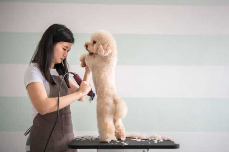 Banho e Tosa Delivery Agendar Ramilândia - Banho em Gato Pet Shop