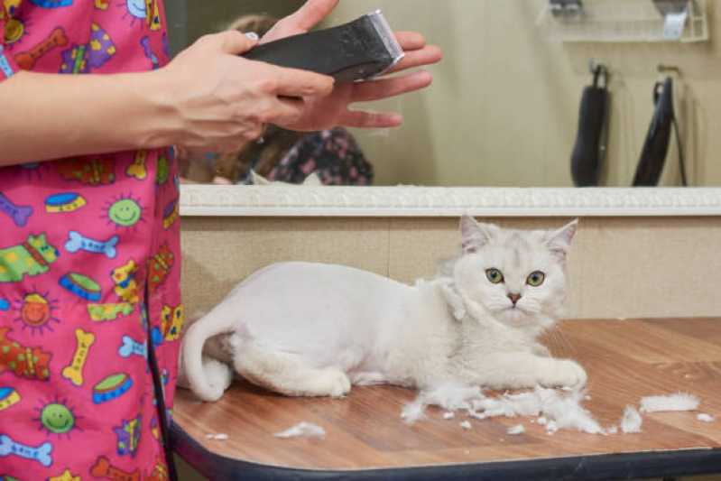 Banho e Tosa para Gato Agendar Cancelli - Pet Shop Perto de Mim Banho e Tosa