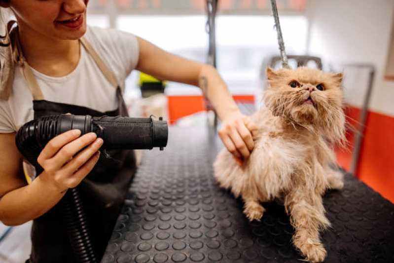Banho e Tosa Pet Agendar Catanduvas - Pet Shop Perto de Mim Banho e Tosa