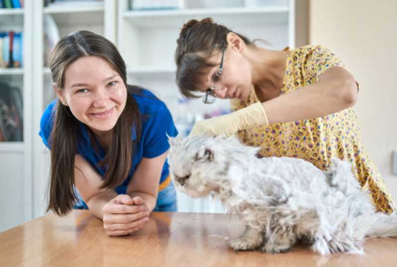 Banho e Tosa Pet Shop Catanduvas - Pet Shop Perto de Mim Banho e Tosa