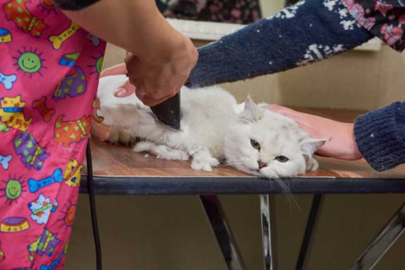 Banho em Gato Pet Shop Agendar Matelândia - Banho e Tosa Perto de Mim