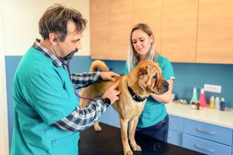 Cardiologista Animal Agendar Recanto Tropical - Cardiologista para Cachorro Cascavel