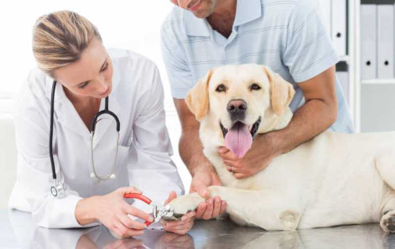 Cardiologista Animal Chateaubriand - Cardiologista de Cães e Gatos