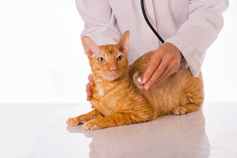 Cardiologista de Animais Agendar Ramilândia - Cardiologista de Pet