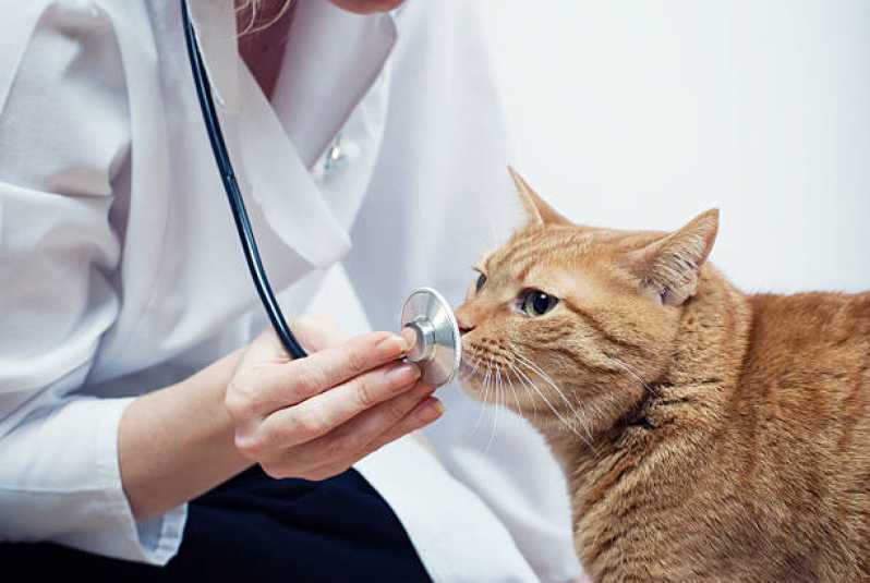 Cardiologista de Animais Santa Felicidade - Cardiologista para Cães e Gatos