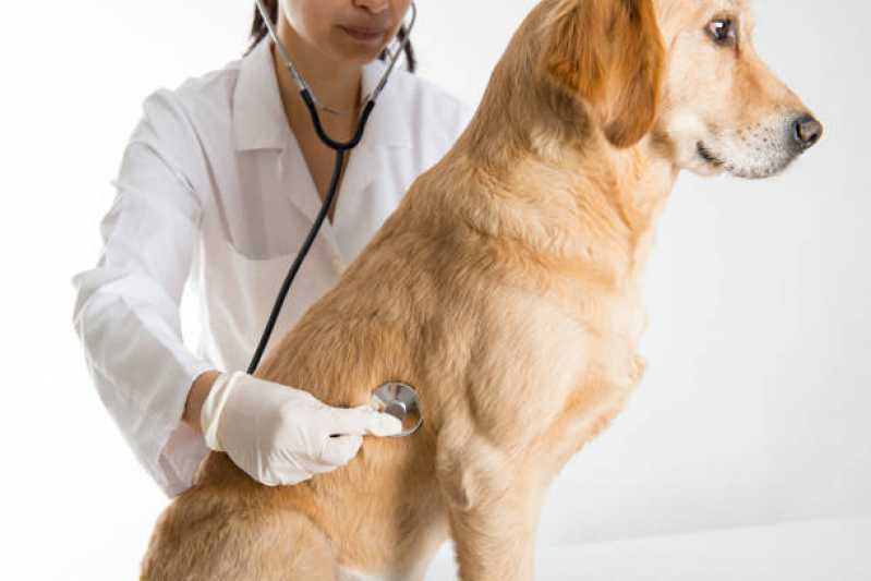 Cardiologista de Cachorro Agendar Santo Onofre - Eletrocardiograma em Cães e Gatos