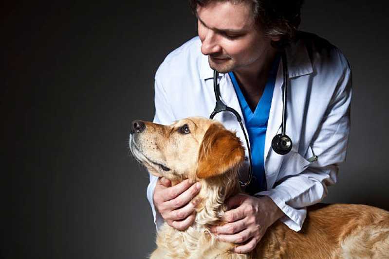 Cardiologista de Cachorro Centro de Toledo - Cardiologista de Animais