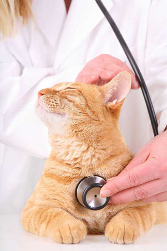 Cardiologista de Cães e Gatos Agendar Braganey - Cardiologista de Pet