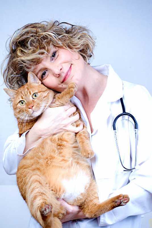 Cardiologista de Cães e Gatos Cascavel Velho - Cardiologista para Animais