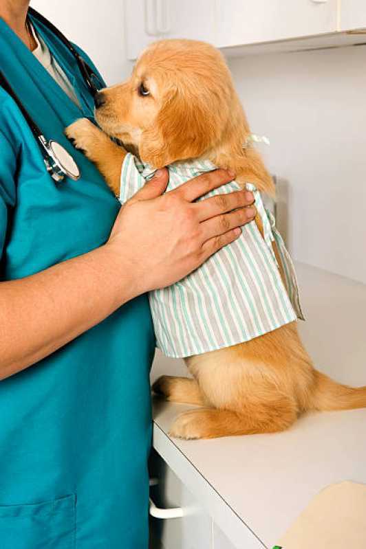 Cardiologista de Pet Periolo - Cardiologista para Cachorro Cascavel