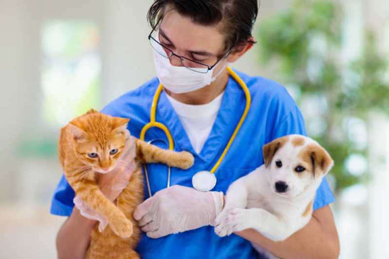 Cardiologista para Animais Jardim Coopagro - Cardiologista de Animais