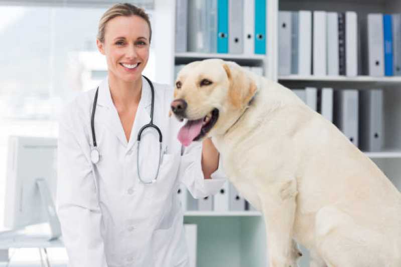 Cardiologista para Cachorro Agendar Cafelândia - Cardiologista Animal