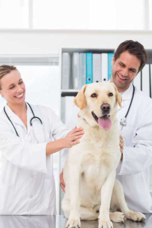 Cardiologista para Cães e Gatos Agendar Brasmadeira - Cardiologista de Pet