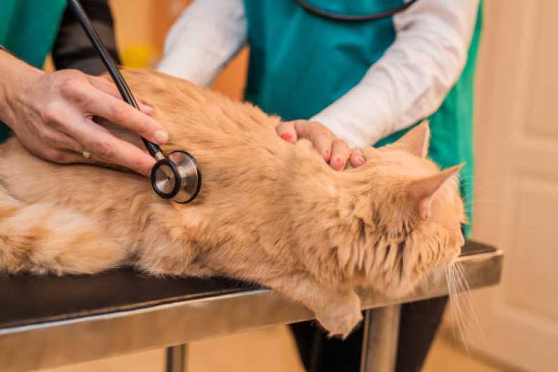 Cardiologista para Cães e Gatos Campo Bonito - Cardiologista para Animais