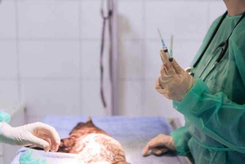 Cirurgia em Animais Agendar Vila Brasil - Cirurgia para Animais de Médio Porte