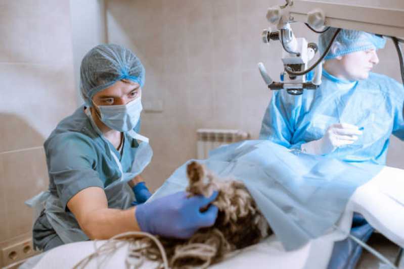 Cirurgia em Animais de Grande Porte Alto Alegre - Cirurgia Ortopédica em Cachorro